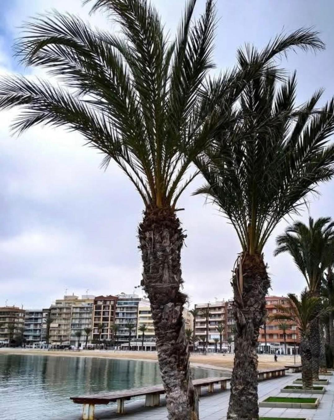 Calle De Palangre 17 Apartment Torrevieja Exterior photo